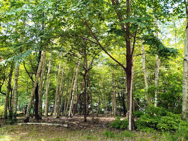 長野県 川上村